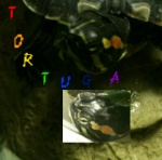 Tortuga