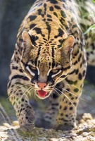 Ocelot