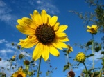 Tournesol