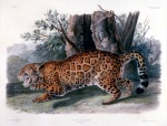 the jaguar