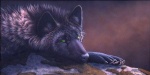 The Kostas Wolf Profiles 293-15
