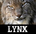 LyNx*