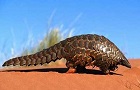 Pangolinus