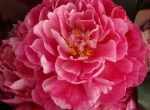 PeonyH