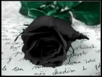 black rose