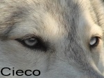 Cieco