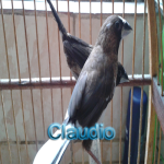 Claudio