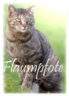 Flaumpfote