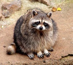 SkyracOon