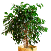 Ficus