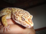 GeckosGenetic Arg