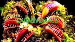 Dionaea Muscipula et ses cultivars 1-53