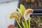 Dionaea Muscipula et ses cultivars 10-7