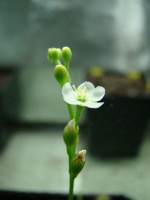 Utricularia 175-20