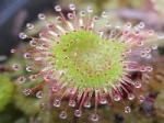 Drosera 185-23