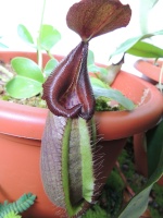Nepenthes 199-69