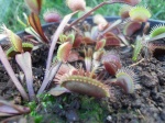 Dionaea Muscipula et ses cultivars 20-86
