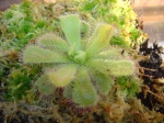 Drosera 30-45