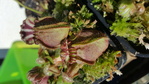 Dionaea Muscipula et ses cultivars 356-41