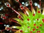 Drosera 383-10