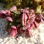 Cephalotus Follicularis et ses cultivars 45-79