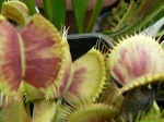 Dionaea Muscipula et ses cultivars 81-32