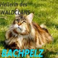 Bachpelz