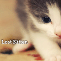 Lost kitten