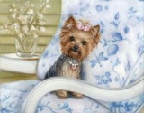 Foro Yorkie 9-30