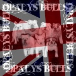 OPALYS BULLS