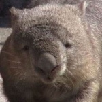 wombat