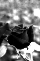 Black Rose