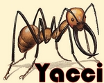 Yacci