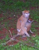 Ce qu'on est bien dans les bras de maman...Photo Yves Renaut