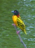 Tisserin male pendant la saison des pluies. Photo Yves Renaut