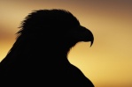 dark-eagle