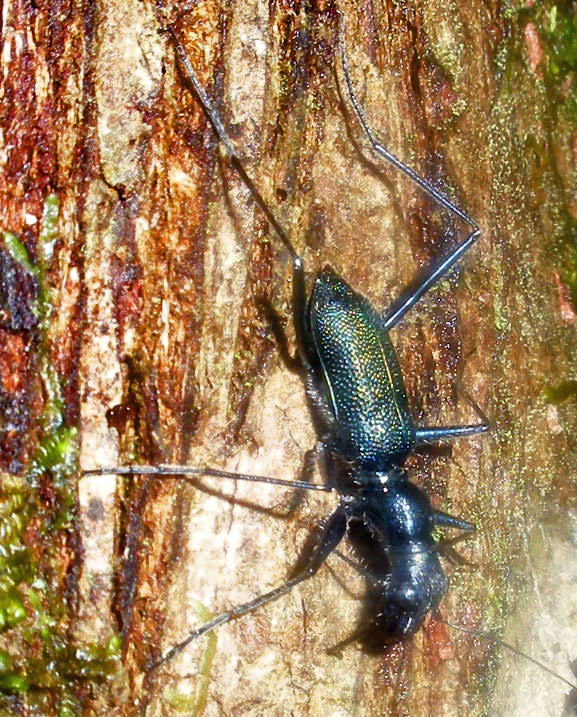 Pogonostoma sp.