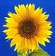 TOURNESOL