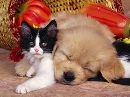 chien et chat1