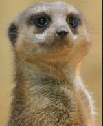 Suricate1