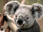 Koala Asesino