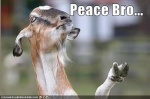 Peacez