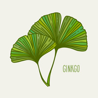 Ginkgojunges