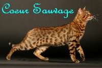 Coeur Sauvage