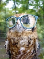 TawnyOwl