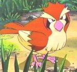 Pidgey