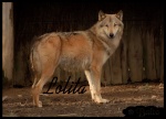 Lolita