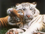 Tigre_Blanc