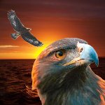 King of Eagles