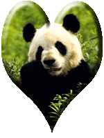 panda